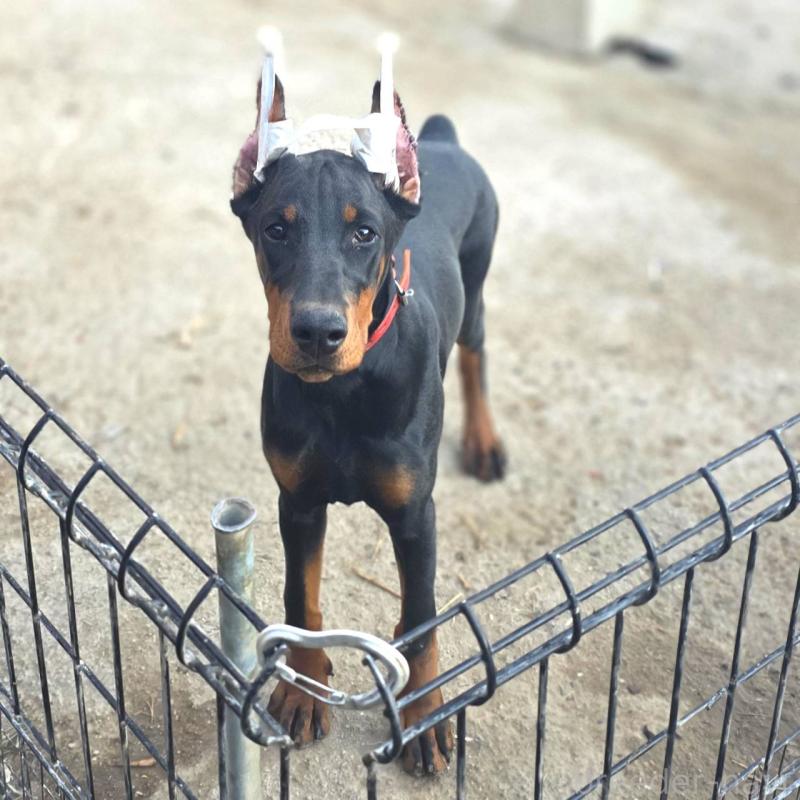 商談中の茨城県のドーベルマン-415241の10枚目