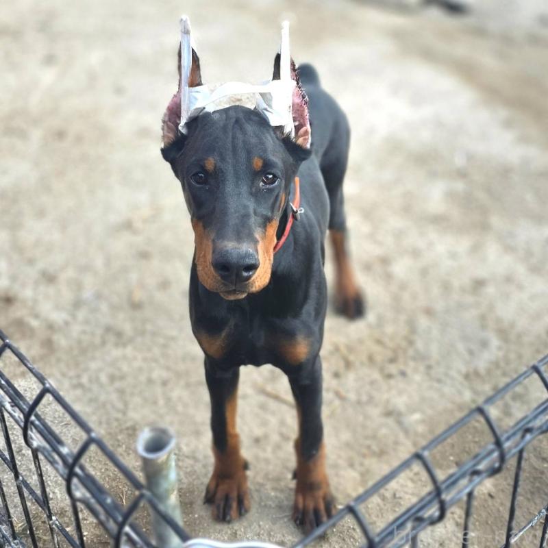 商談中の茨城県のドーベルマン-415241の9枚目