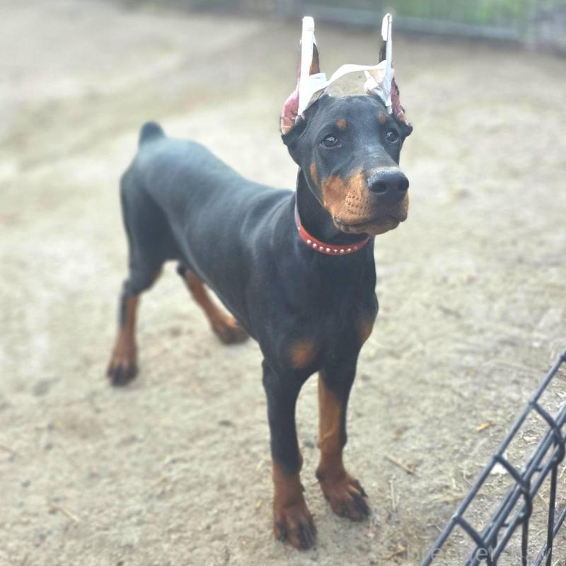 商談中の茨城県のドーベルマン-415241の8枚目