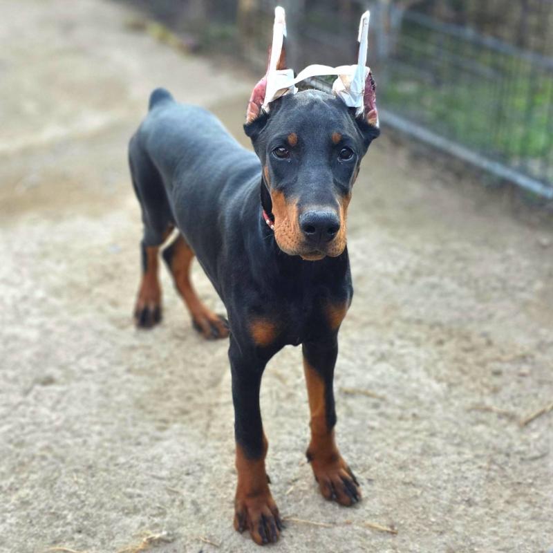 商談中の茨城県のドーベルマン-415241の7枚目