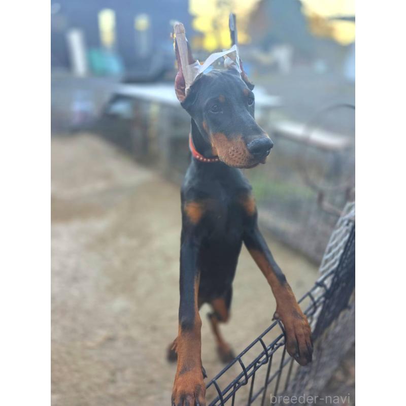 商談中の茨城県のドーベルマン-415241の6枚目