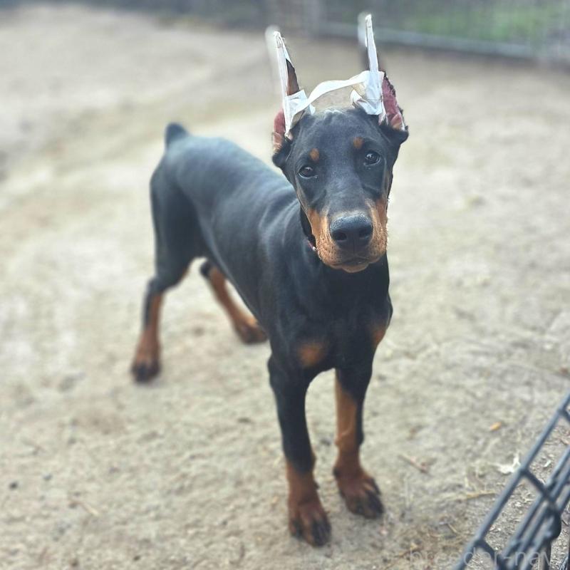 商談中の茨城県のドーベルマン-415241の5枚目