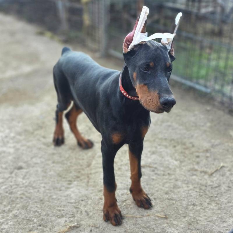 商談中の茨城県のドーベルマン-415241の4枚目