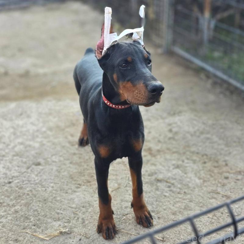 商談中の茨城県のドーベルマン-415241の3枚目