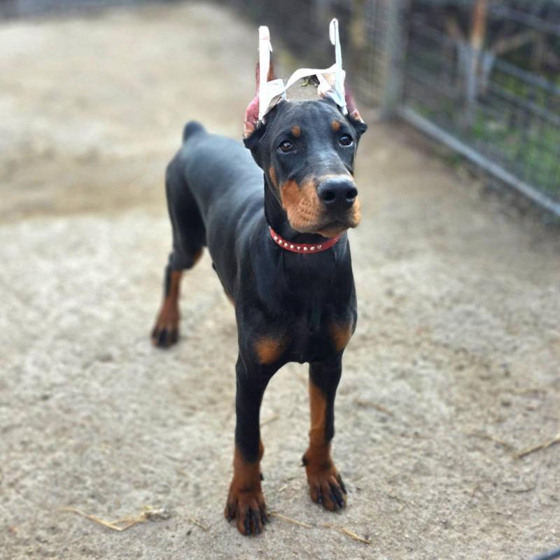 商談中の茨城県のドーベルマン-415241