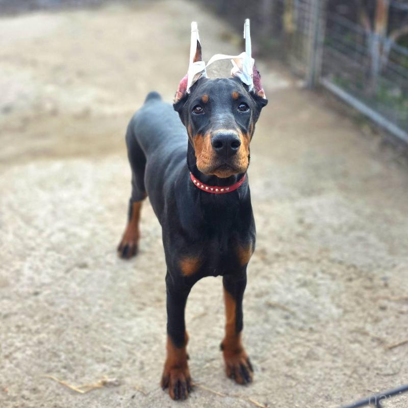 商談中の茨城県のドーベルマン-415241の2枚目