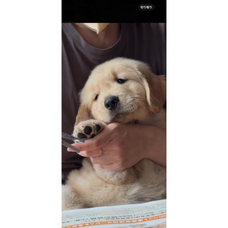 販売中の佐賀県のゴールデンレトリーバー-416723の8枚目