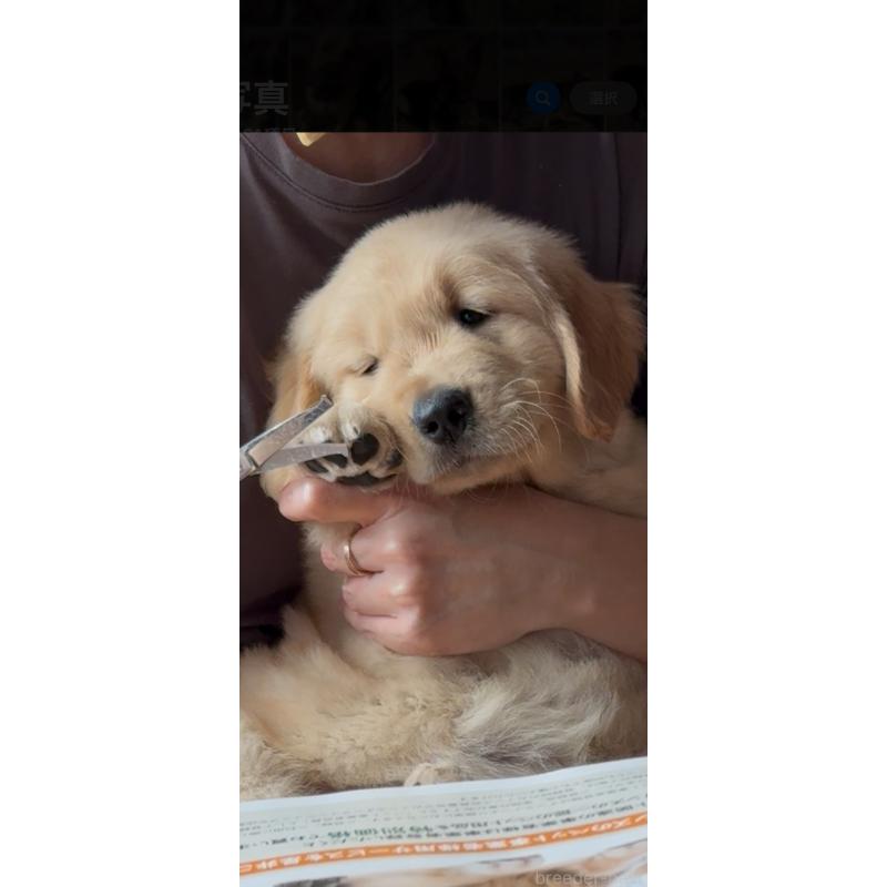 販売中の佐賀県のゴールデンレトリーバー-416723の7枚目