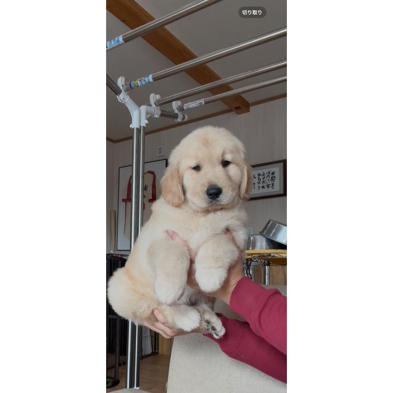 販売中の佐賀県のゴールデンレトリーバー-416723の6枚目