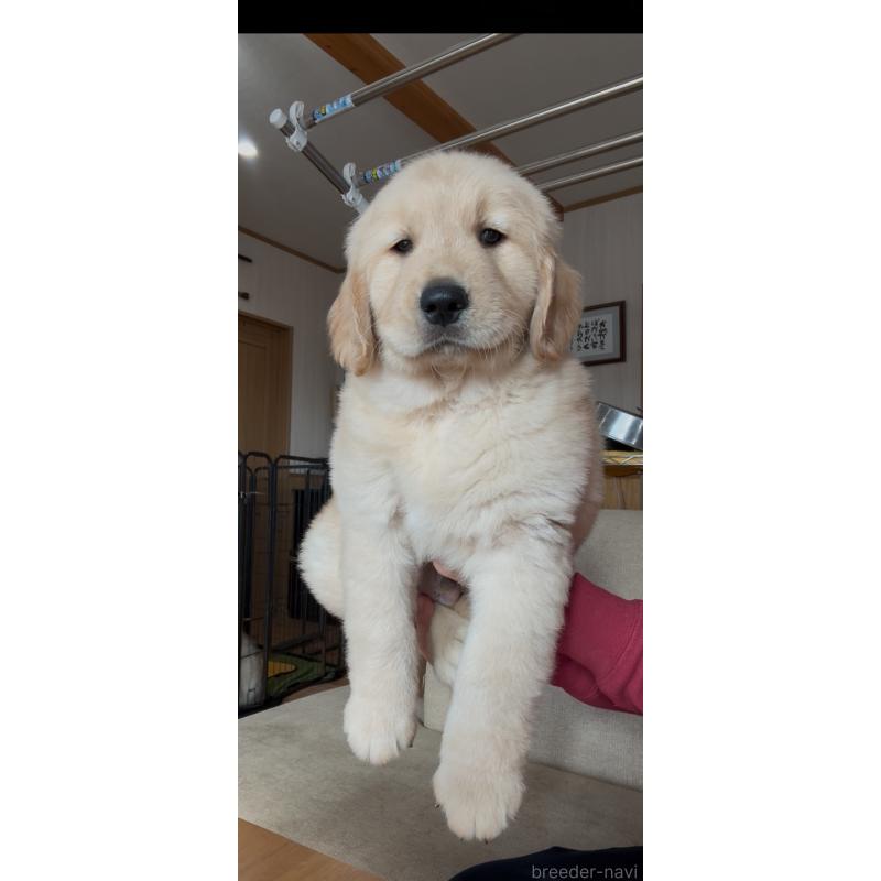 販売中の佐賀県のゴールデンレトリーバー-416723の3枚目