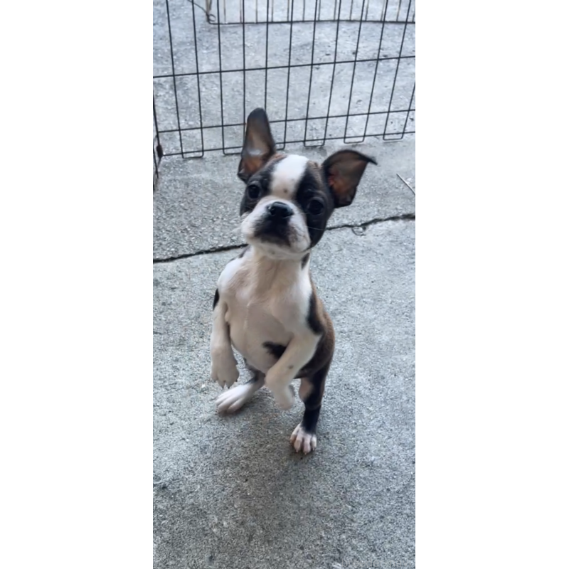 販売中の沖縄県のボストンテリア-426241の3枚目