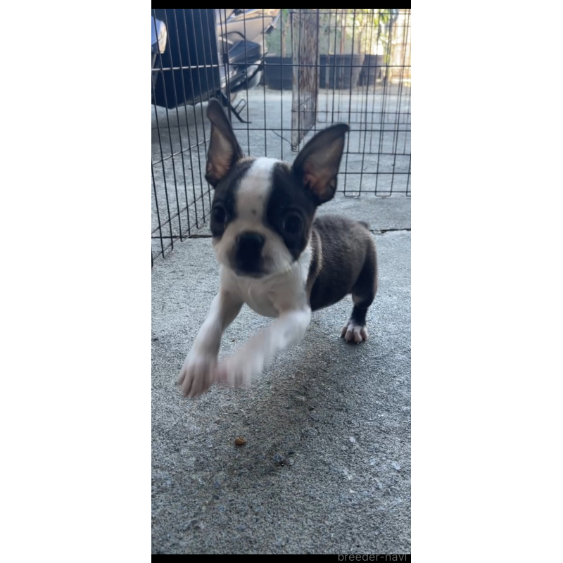 販売中の沖縄県のボストンテリア-426241の2枚目