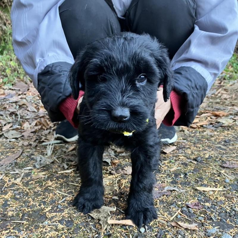 販売中の静岡県のジャイアントシュナウザー-431208の6枚目