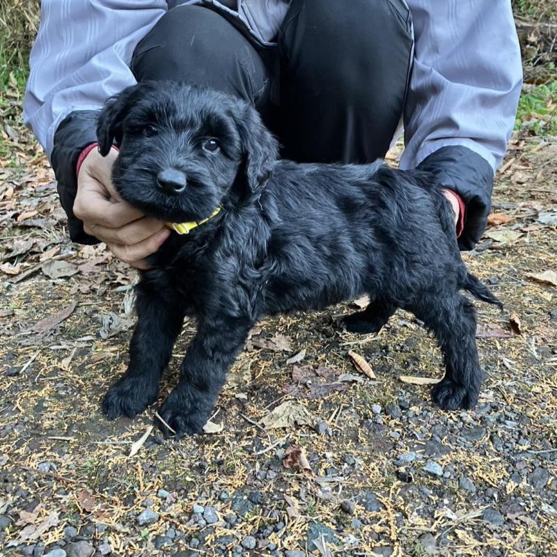 販売中の静岡県のジャイアントシュナウザー-431208の5枚目