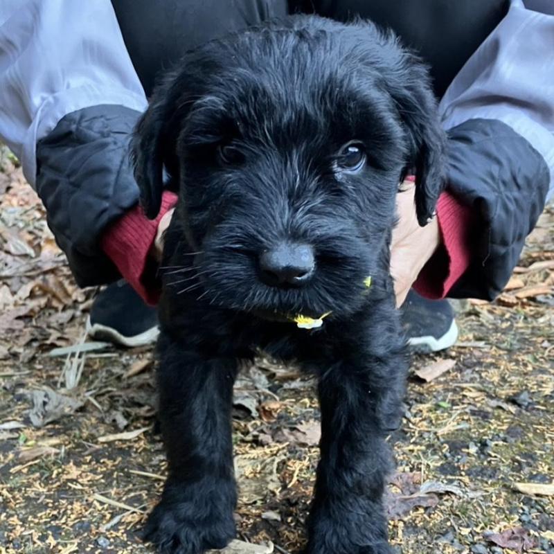 販売中の静岡県のジャイアントシュナウザー-431208の4枚目