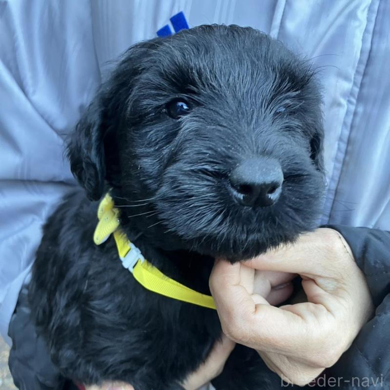 販売中の静岡県のジャイアントシュナウザー-431208の3枚目