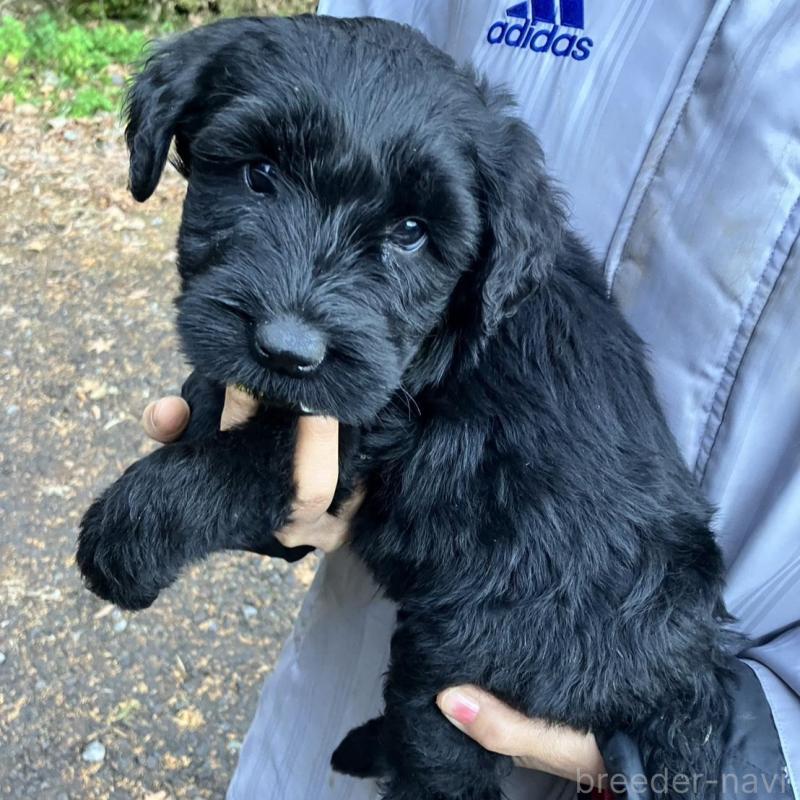 販売中の静岡県のジャイアントシュナウザー-431208の2枚目