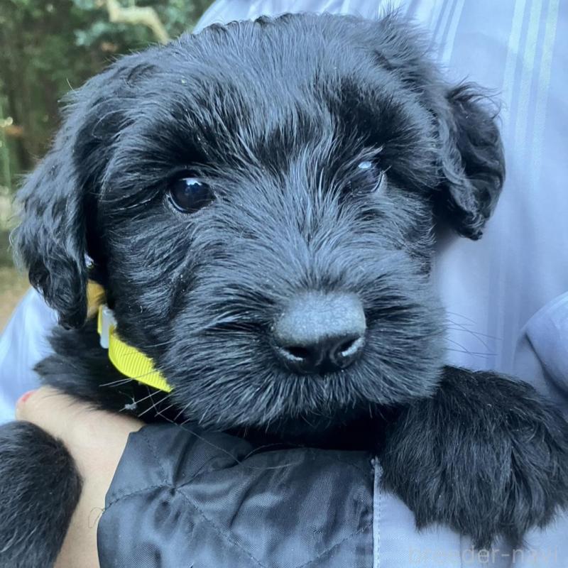 販売中の静岡県のジャイアントシュナウザー-431208の1枚目