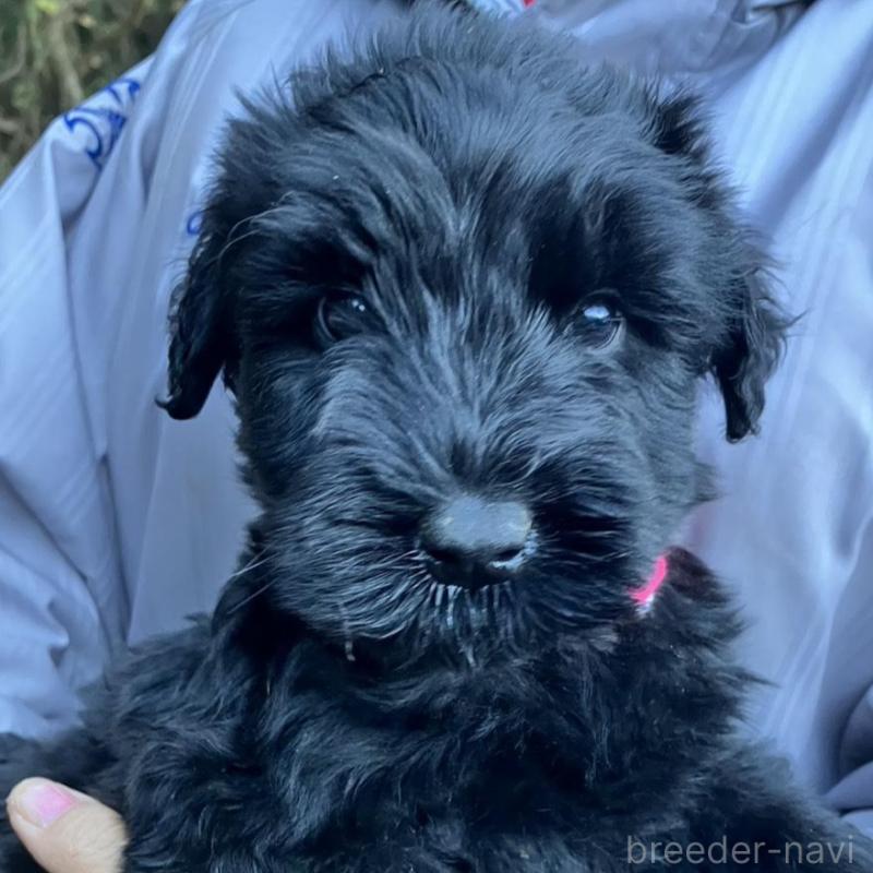 販売中の静岡県のジャイアントシュナウザー-431209の6枚目