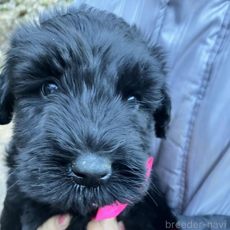 販売中の静岡県のジャイアントシュナウザー-431209の5枚目