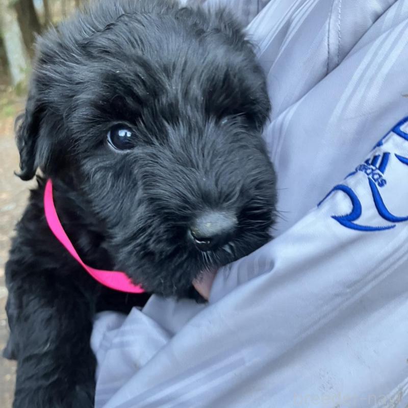 販売中の静岡県のジャイアントシュナウザー-431209の4枚目