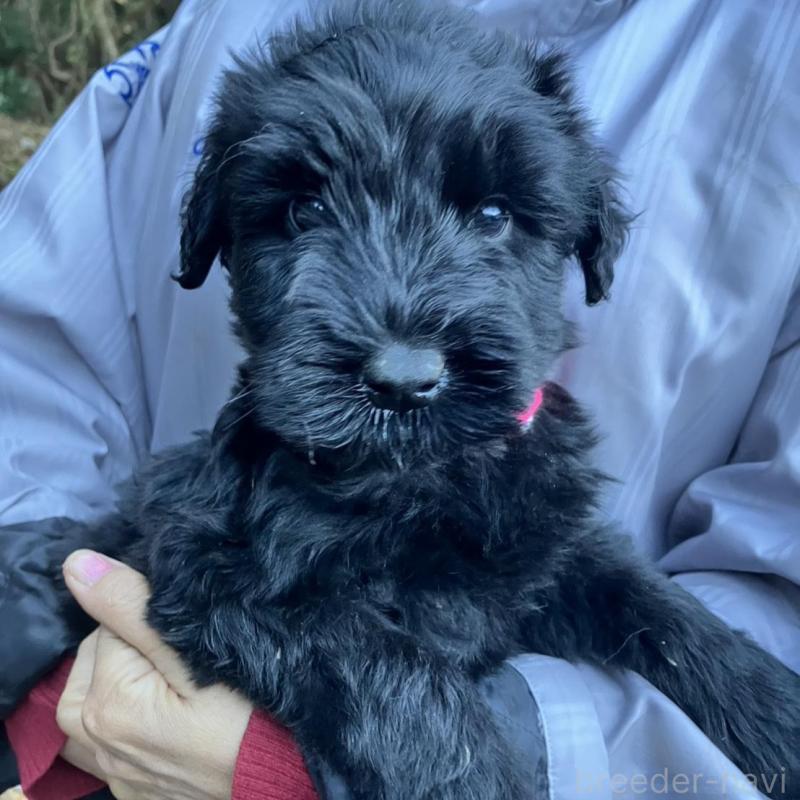 販売中の静岡県のジャイアントシュナウザー-431209の3枚目