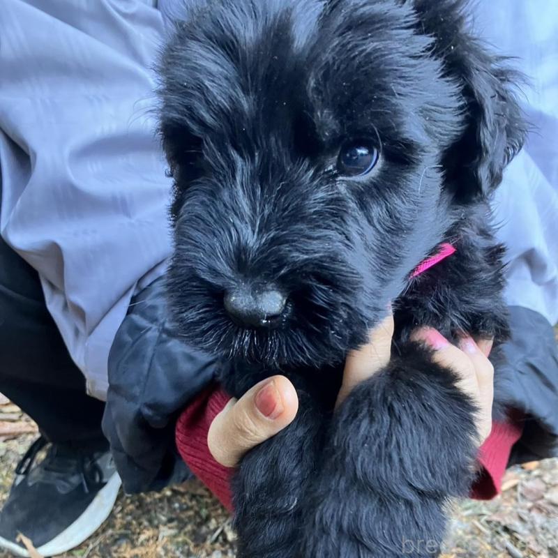 販売中の静岡県のジャイアントシュナウザー-431209の2枚目