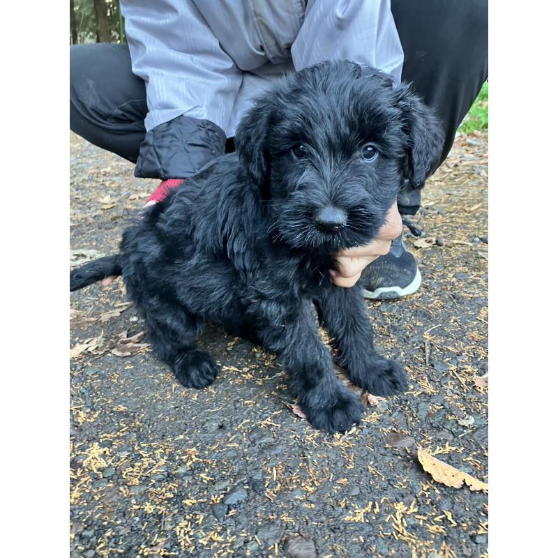 販売中の静岡県のジャイアントシュナウザー-431210の6枚目