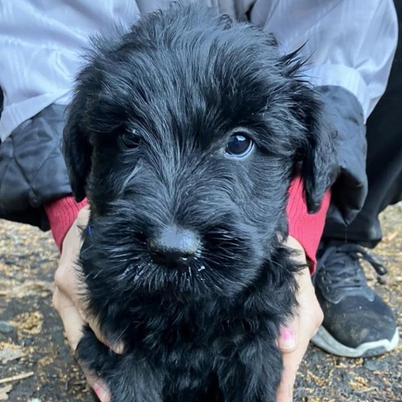 販売中の静岡県のジャイアントシュナウザー-431210の5枚目