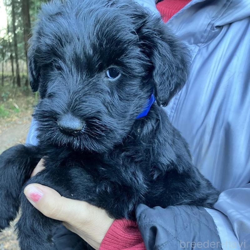 販売中の静岡県のジャイアントシュナウザー-431210の4枚目