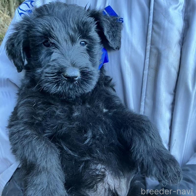 販売中の静岡県のジャイアントシュナウザー-431210の3枚目