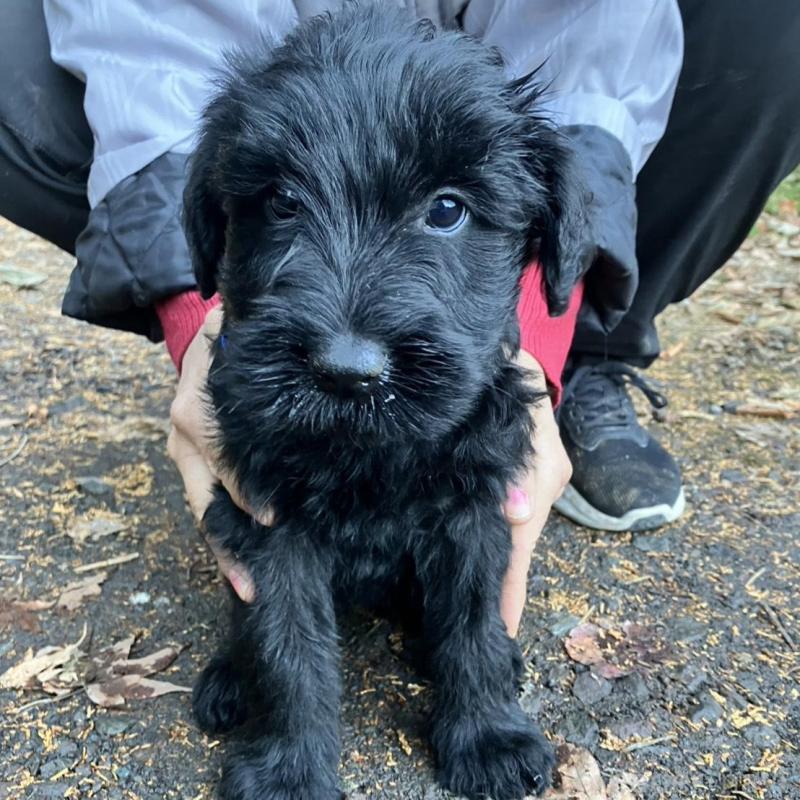 販売中の静岡県のジャイアントシュナウザー-431210の2枚目