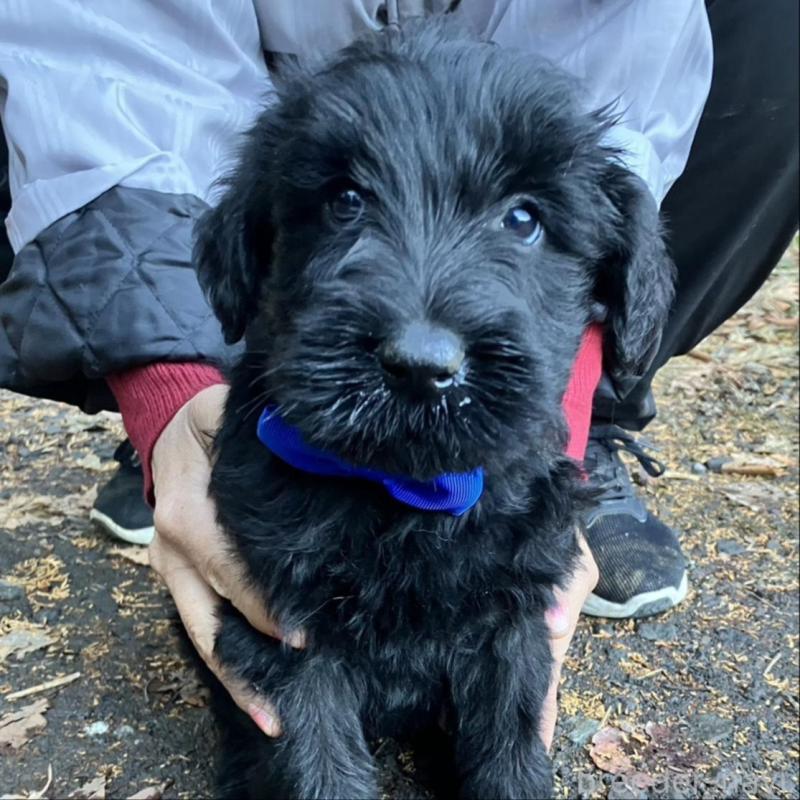 販売中の静岡県のジャイアントシュナウザー-431210