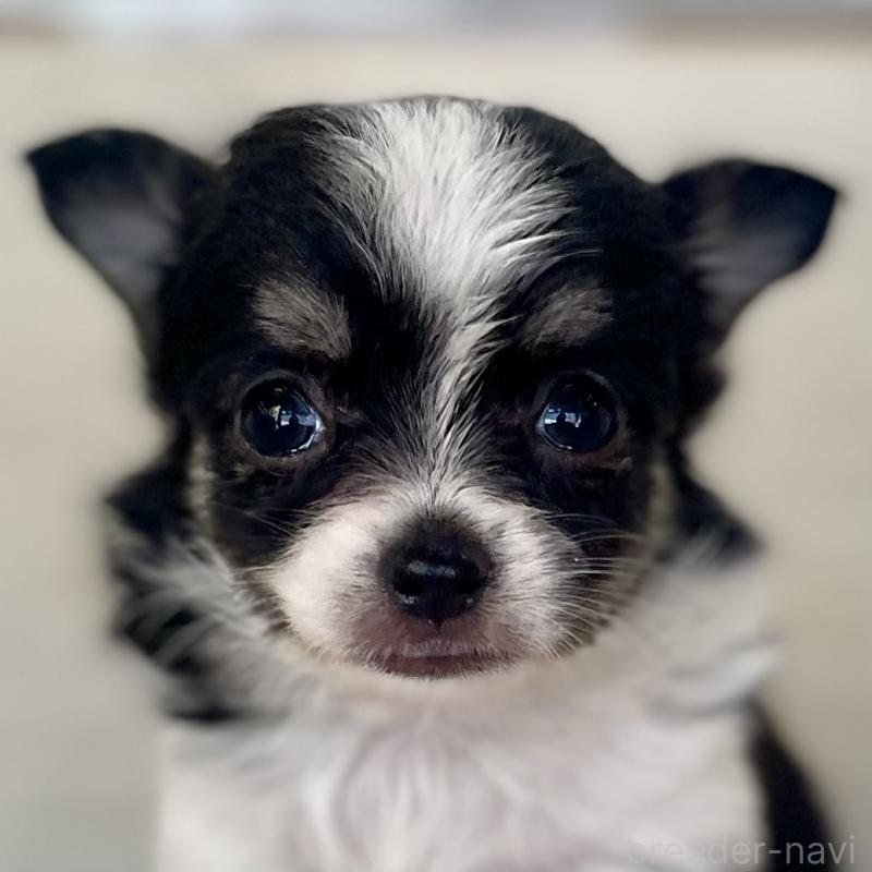 販売中の熊本県のチワワ(ロングコート)-431234の1枚目