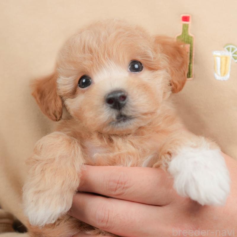 販売中の群馬県のビションプー:ビションフリーゼ×トイプードル-431215の1枚目