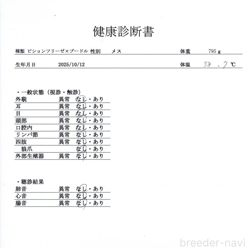 販売中の群馬県のビションプー:ビションフリーゼ×トイプードル-431215の8枚目