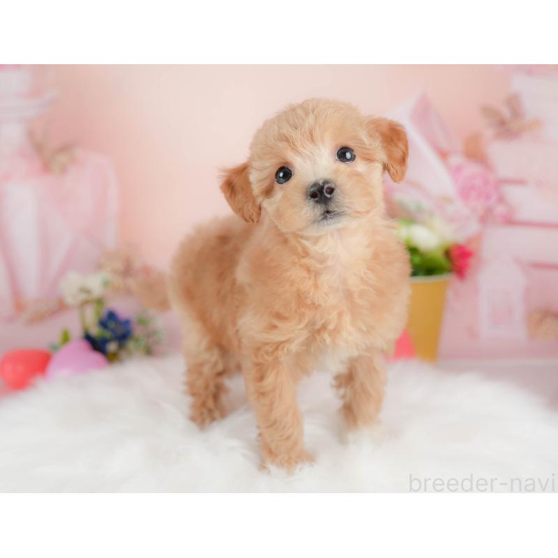 販売中の群馬県のビションプー:ビションフリーゼ×トイプードル-431215の7枚目