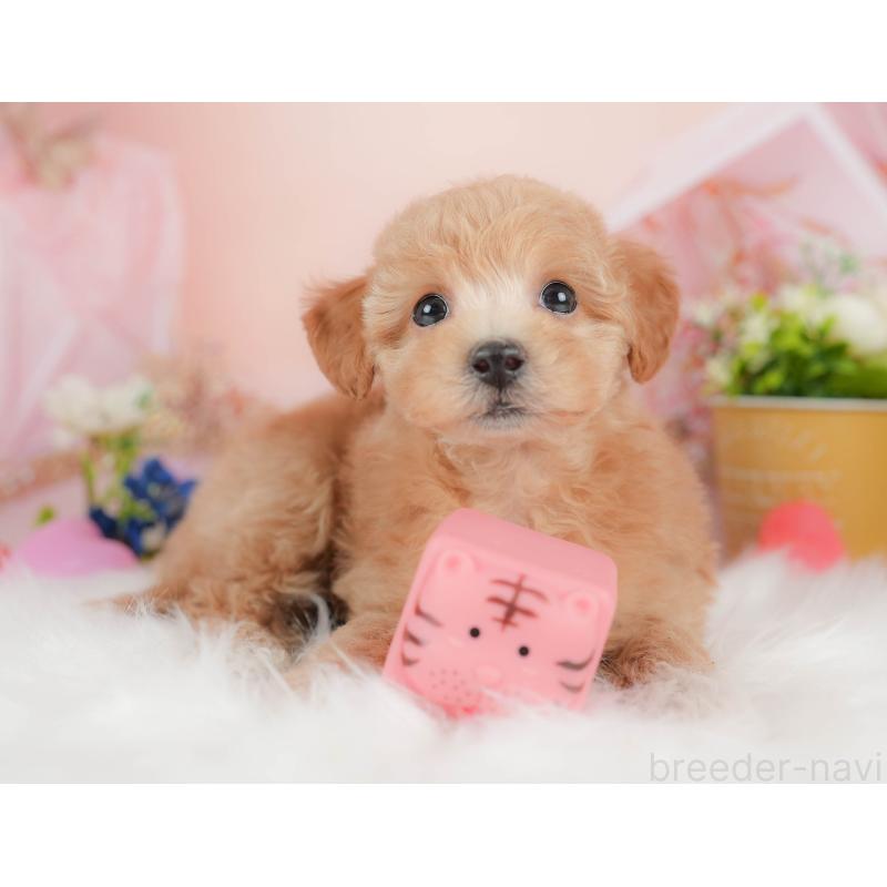 販売中の群馬県のビションプー:ビションフリーゼ×トイプードル-431215の6枚目