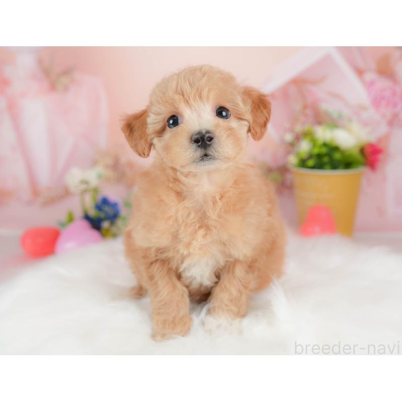 販売中の群馬県のビションプー:ビションフリーゼ×トイプードル-431215の5枚目