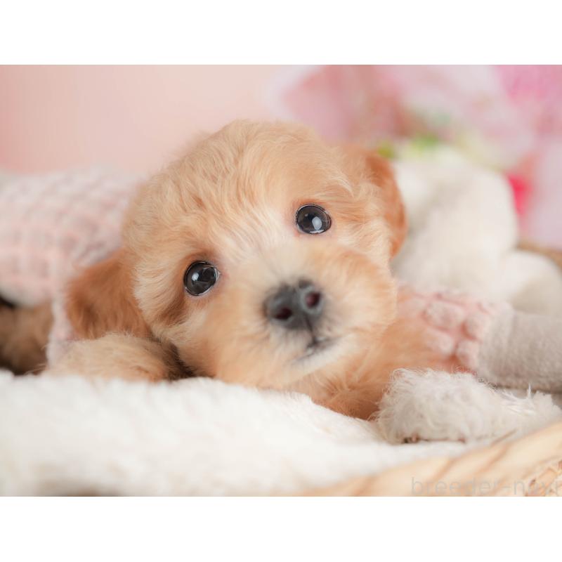 販売中の群馬県のビションプー:ビションフリーゼ×トイプードル-431215の4枚目