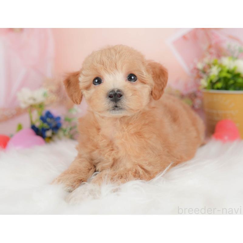 販売中の群馬県のビションプー:ビションフリーゼ×トイプードル-431215の3枚目