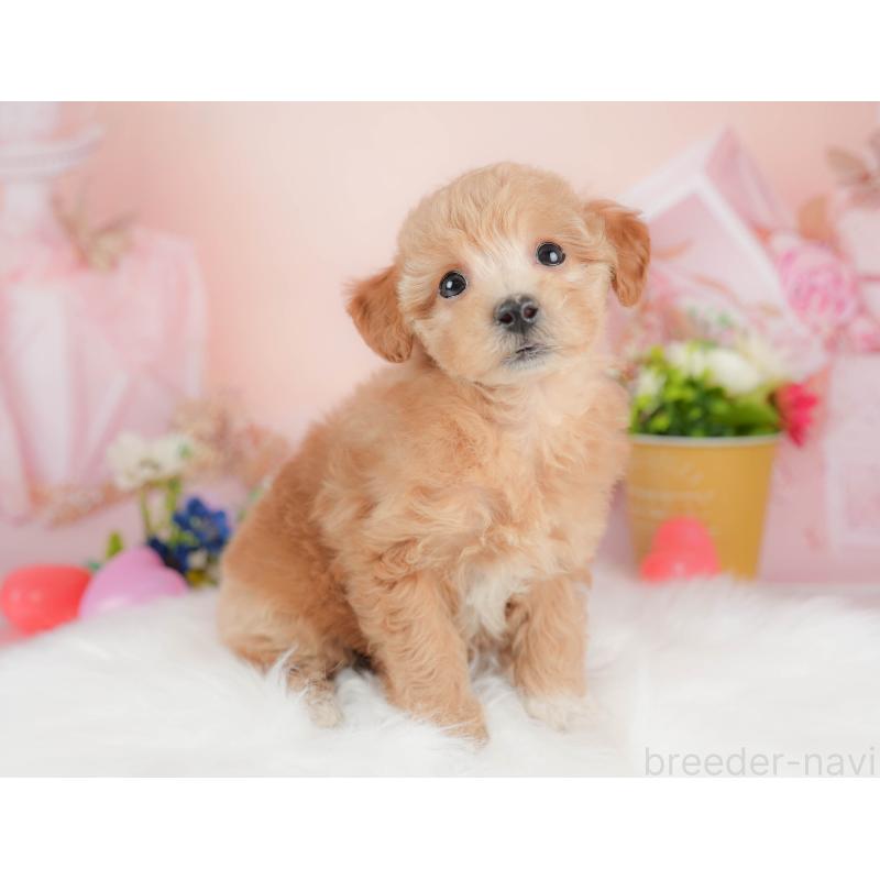 販売中の群馬県のビションプー:ビションフリーゼ×トイプードル-431215の2枚目