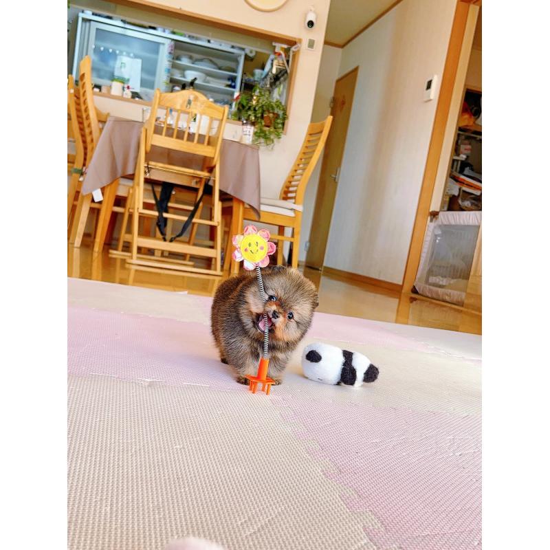 販売中の岐阜県のポメラニアン-431214の11枚目