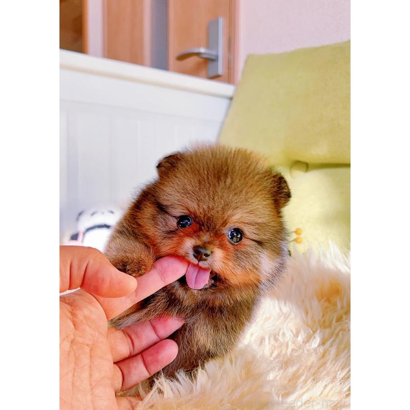 販売中の岐阜県のポメラニアン-431214の10枚目