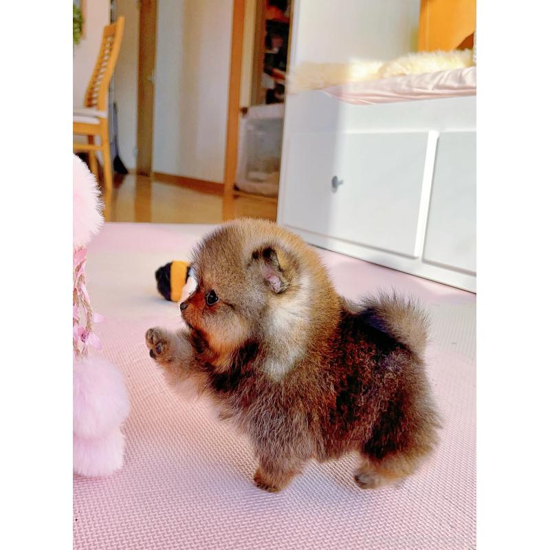 販売中の岐阜県のポメラニアン-431214の9枚目