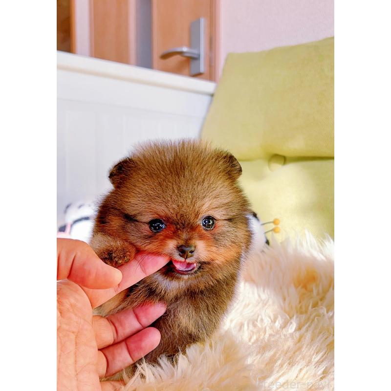 販売中の岐阜県のポメラニアン-431214の8枚目