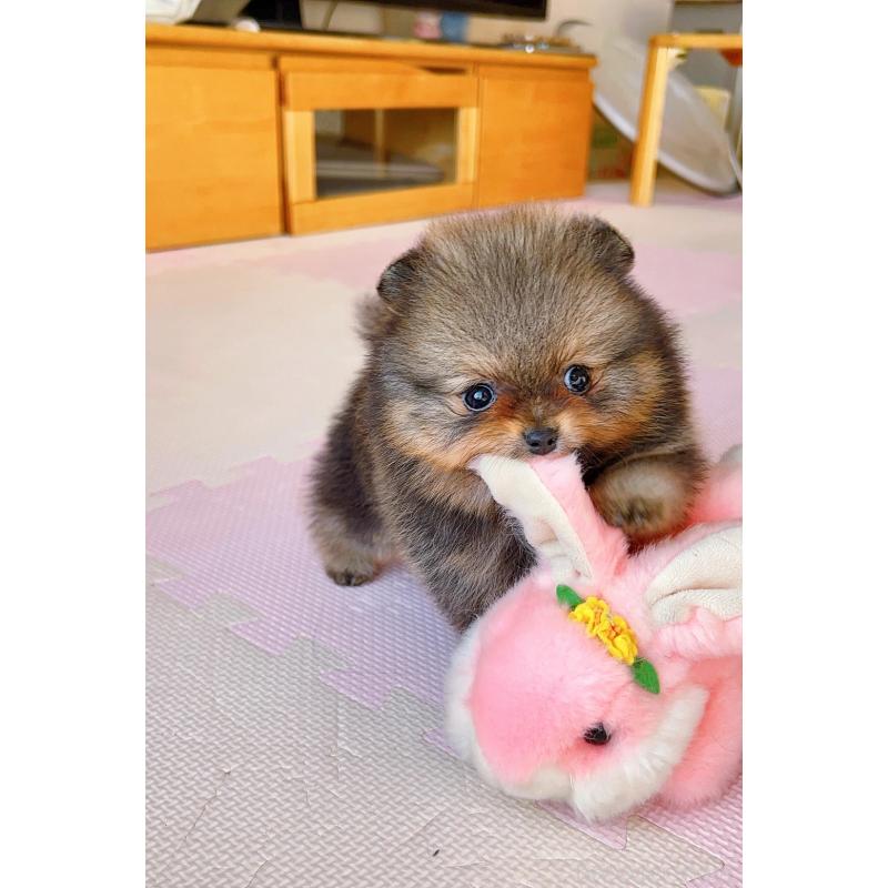 販売中の岐阜県のポメラニアン-431214の7枚目