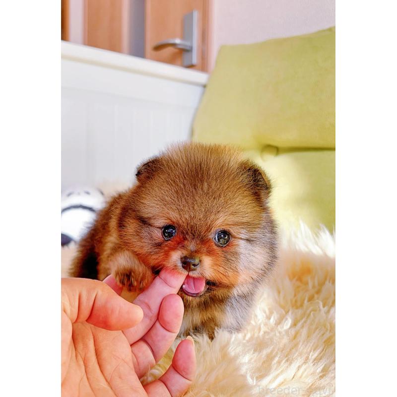 販売中の岐阜県のポメラニアン-431214の6枚目