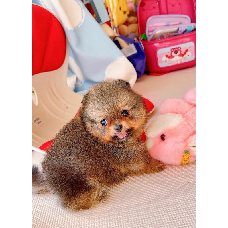 販売中の岐阜県のポメラニアン-431214の5枚目