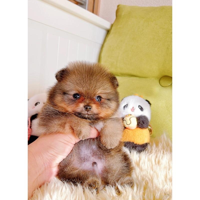 販売中の岐阜県のポメラニアン-431214の4枚目